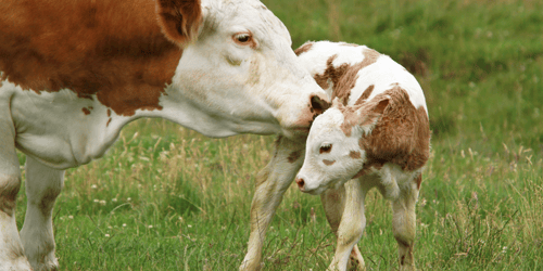 Calving blog banner  (700 × 350 px)-2