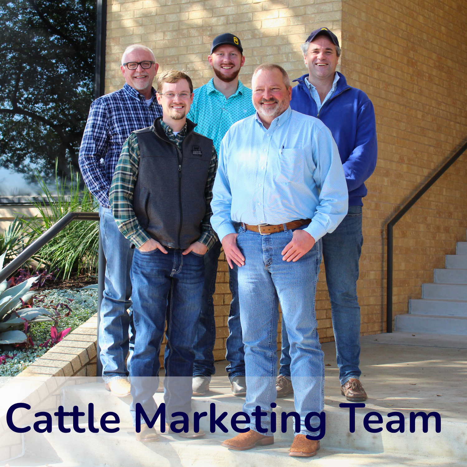 Cattle marketing team
