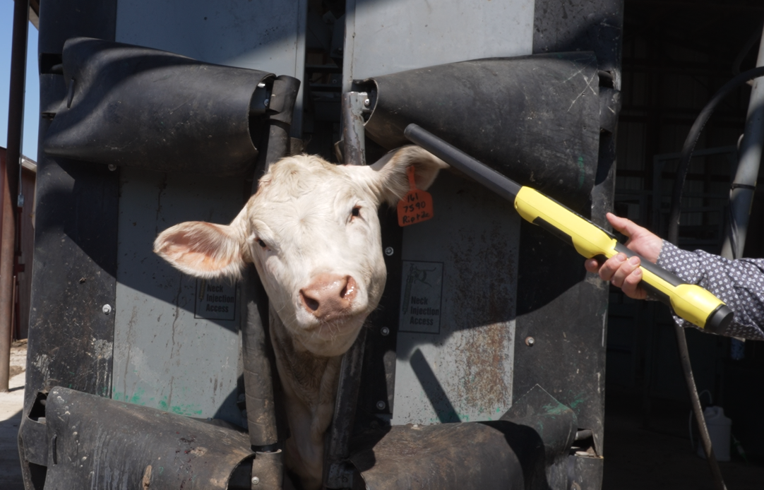 Cow Chute copy