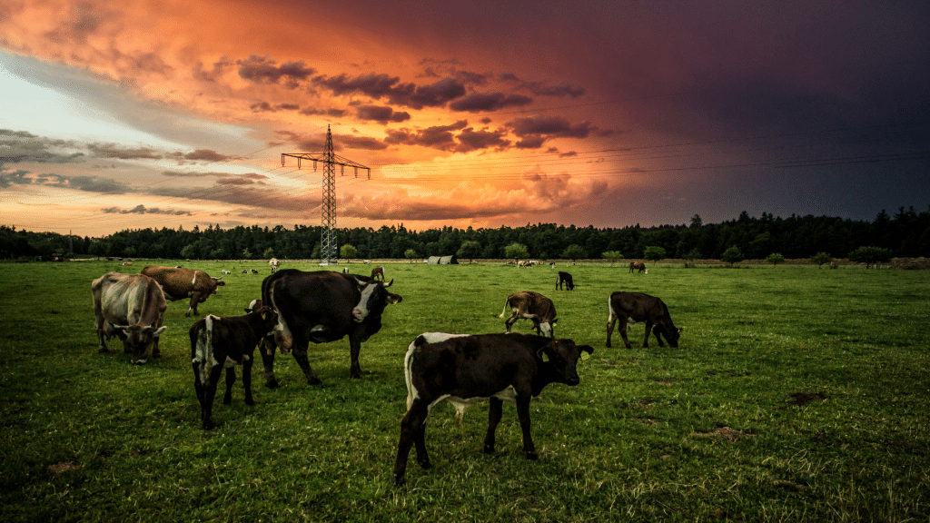 Breedr's SucklerClub blog: The Complete Guide to Preparing for Calving: Cows in the field against the sunset.