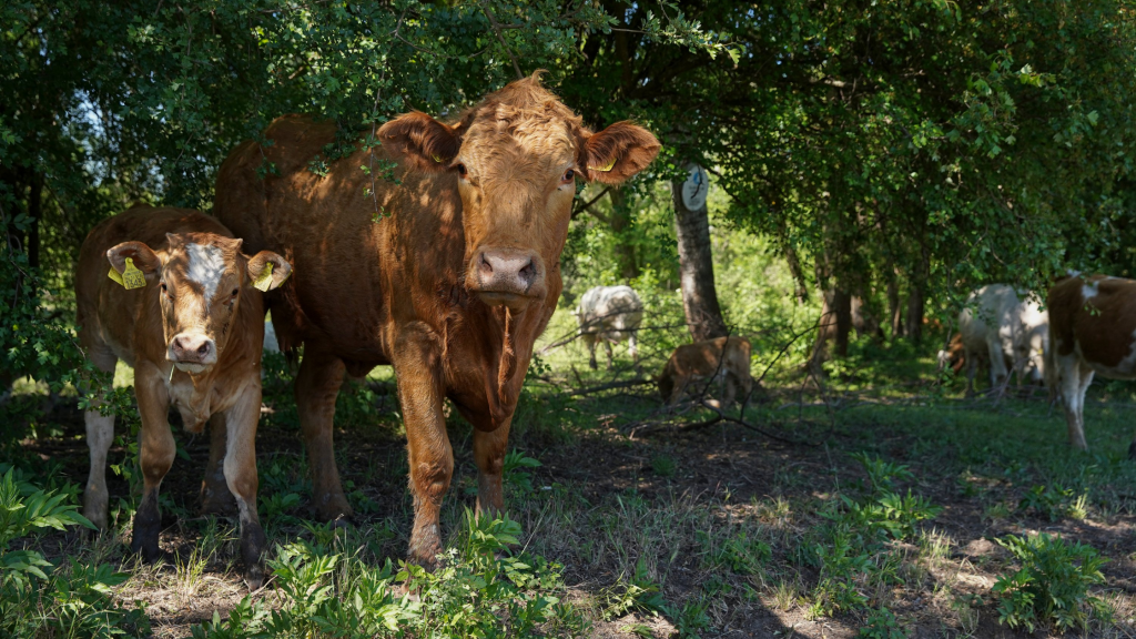 Breedr's SucklerClub blog: The Complete Guide to Preparing for Calving: A cow and her calf in the woods.