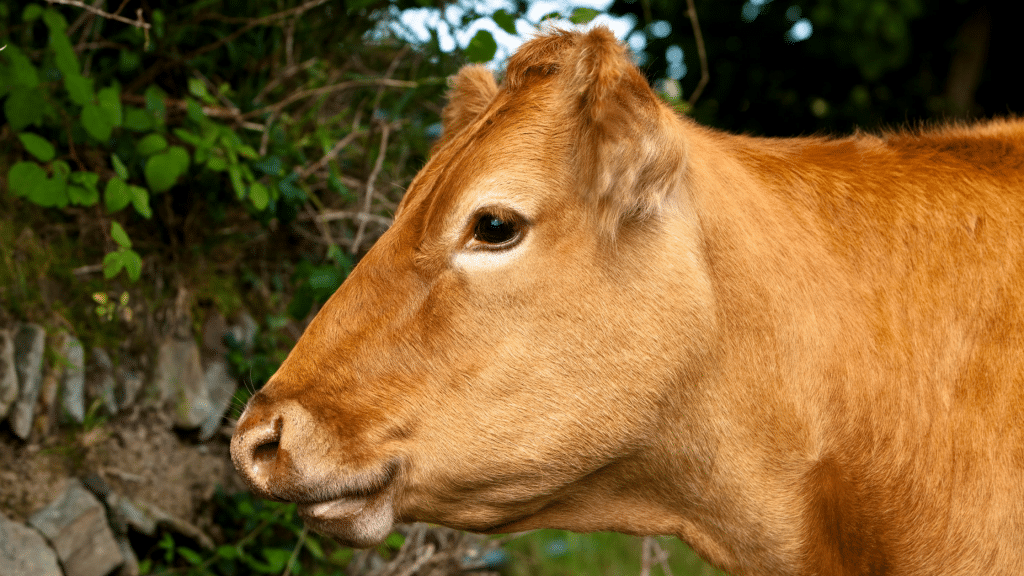 Breedr's SucklerClub blog: The Complete Guide to Preparing for Calving: Close up of a suckler cow.