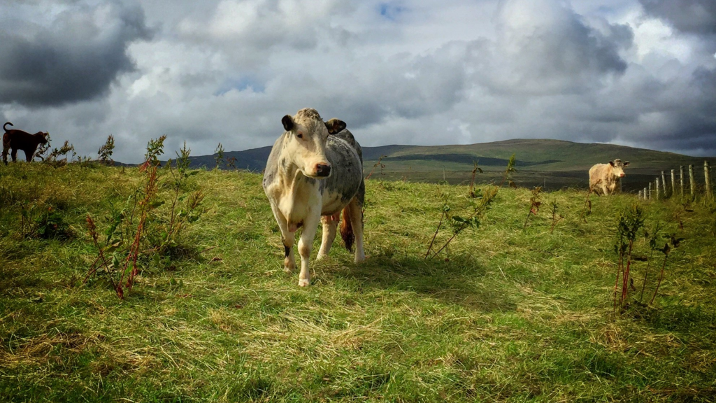 Breedr's SucklerClub blog: The Complete Guide to Preparing for Calving: A cow in a field.