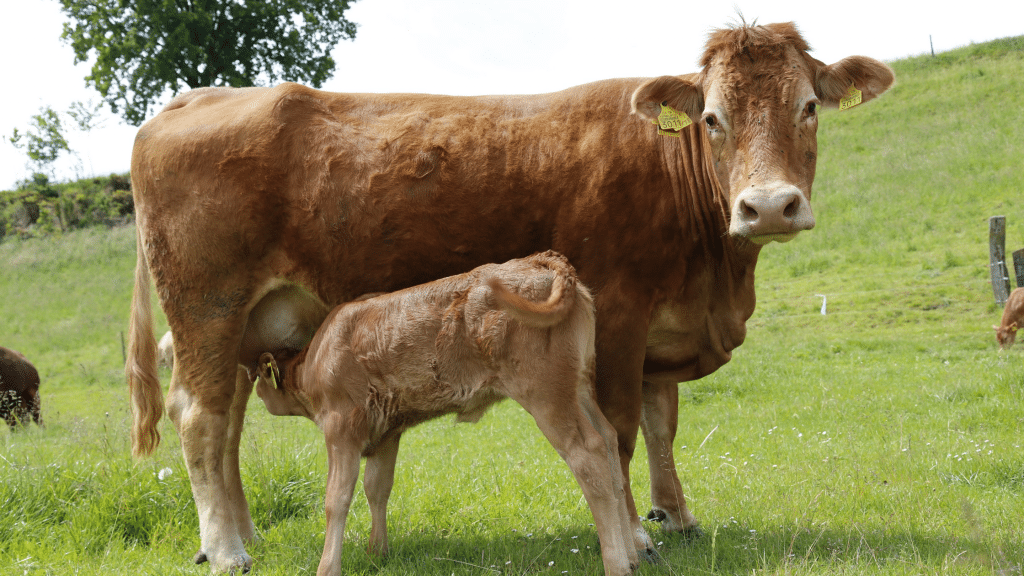 Breedr's SucklerClub blog: The Complete Guide to Preparing for Calving: A calf suckling with it's mother.