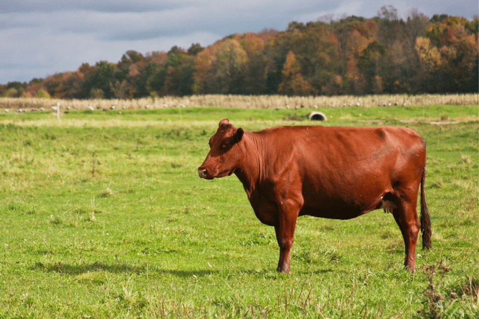 Cow standing in field in Autumn
