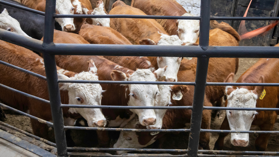 Tom Fanning website image (2)