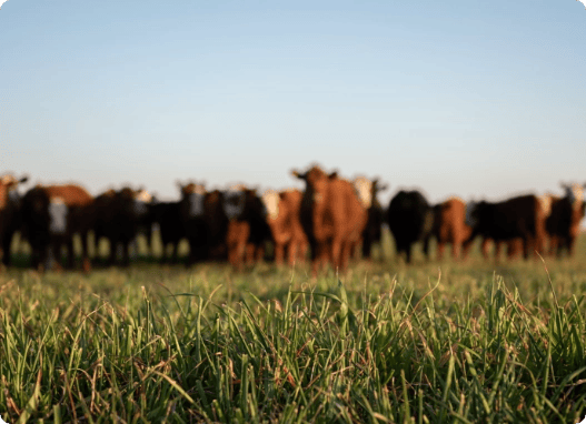 What’s different about Dairy-Beef produced with Breedr What’s different about Dairy-Beef produced with Breedr