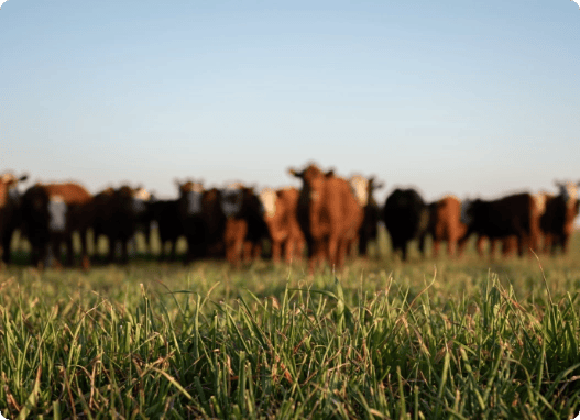 What’s different about Dairy-Beef produced with Breedr