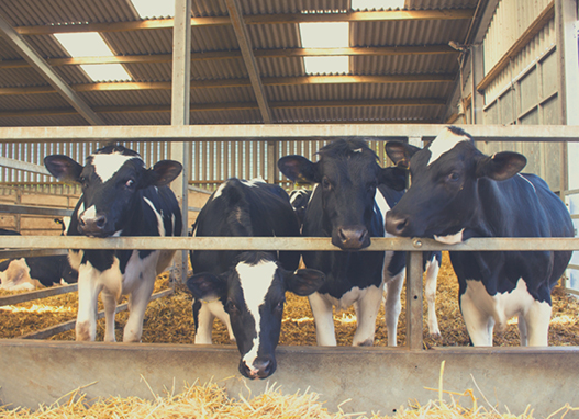 breedr-dairy-2