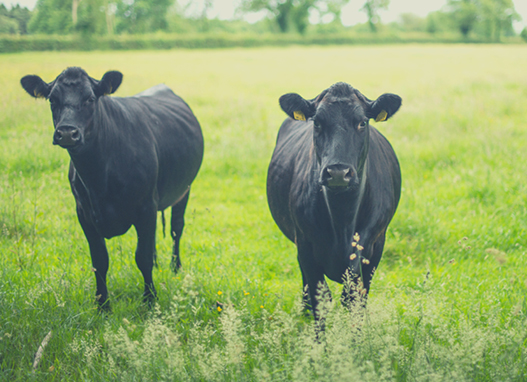 breedr-grass-fed2 breedr-grass-fed2