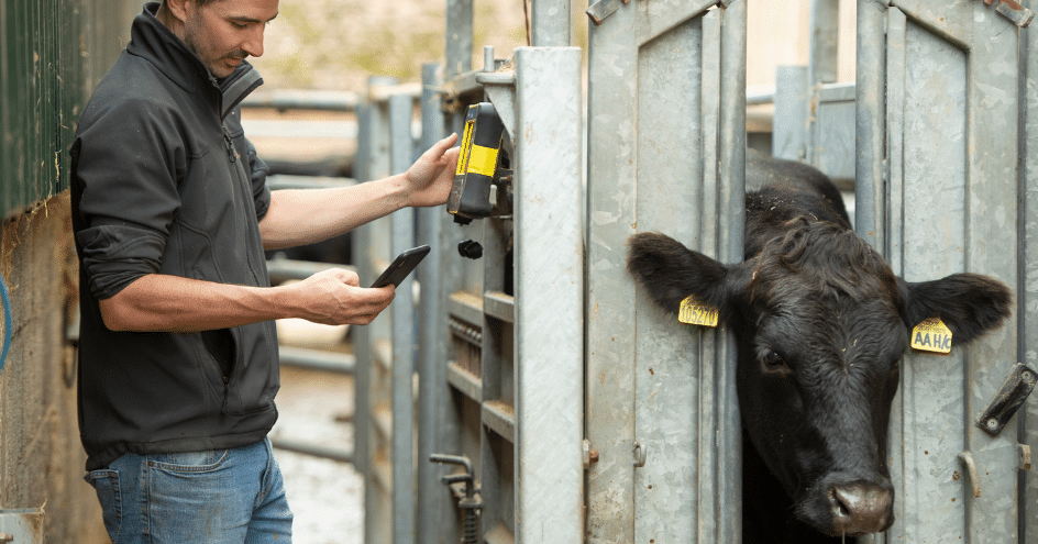 cattle crush