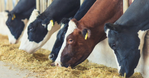 what is livestock biometrics
