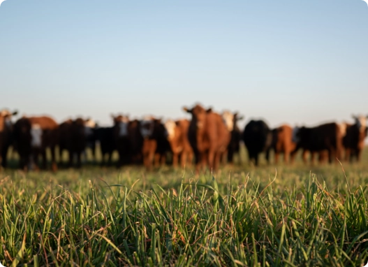 What’s different about Dairy-Beef produced with Breedr What’s different about Dairy-Beef produced with Breedr